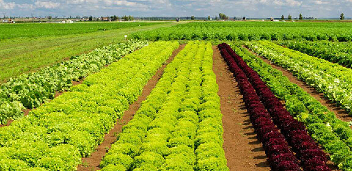 Agrial Fresh Produce on GradTouch