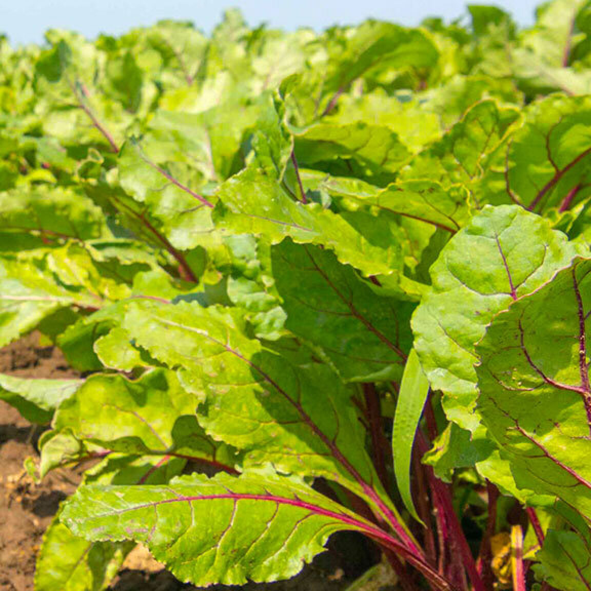 Agrial Fresh Produce on GradTouch